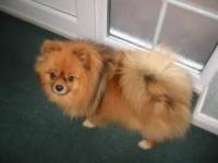 supplement4-kaggle-cat-dog project thumbnail