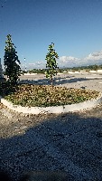 leaf density project thumbnail