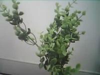 plant_health project thumbnail