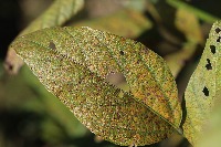 Rust Detection project thumbnail