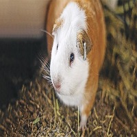 Guinea Pig project thumbnail
