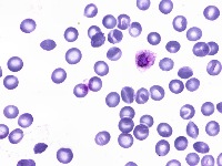 cell project thumbnail