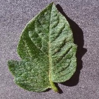 Plant Disease project thumbnail