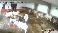 Identification of Cows position project thumbnail