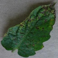 Dataset Image