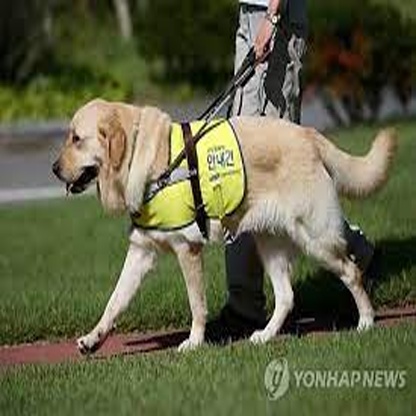 Guide Dog Sensor Guide_dog Object Detection Dataset by school