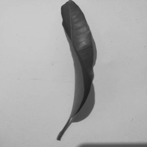Mango Leaf Object Detection Dataset by Image Processing