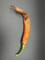 Chili Anthracnose Disease  2 project thumbnail