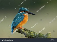 Bird Species Detection project thumbnail