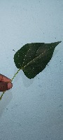 Leaf Disease instance project thumbnail