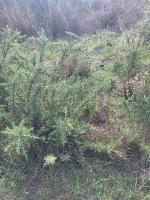 Gorse Test 1 project thumbnail