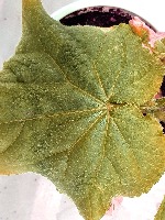 cucumber_disease project thumbnail