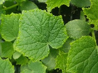 cucumber_health project thumbnail