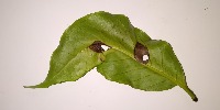 Coffee leaf disease detection project thumbnail