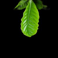plant-leaf-detection project thumbnail