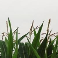 Wheat-Corn-Detection Project project thumbnail