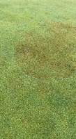 grass project thumbnail