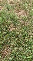Gray Leaf Spot PR project thumbnail