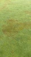 grassObjectDetection project thumbnail