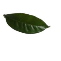 health leaf project thumbnail