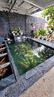AI Kolam Ikan project thumbnail