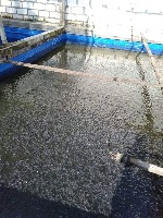 AI Kolam Ikan1 project thumbnail