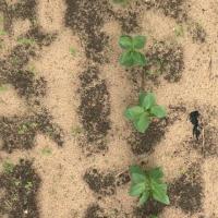 Weed detection project thumbnail