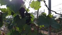Chimi_Farm_Final_Dataset_Segment project thumbnail