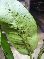 hama daun jeruk project thumbnail