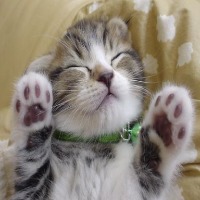 cats project thumbnail