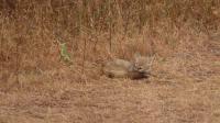 ANIMAL DETECTION project thumbnail