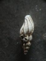 Identification_Benthos_CHEC_Test project thumbnail