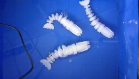 Fake_Shrimps_Underwater_2 project thumbnail
