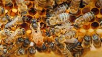 Bee-Computer-Vision-1 project thumbnail