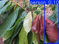 cacao-leaft project thumbnail
