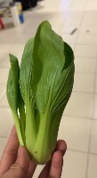 vege project thumbnail