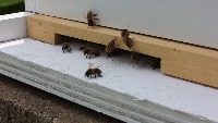 BeesDetection project thumbnail