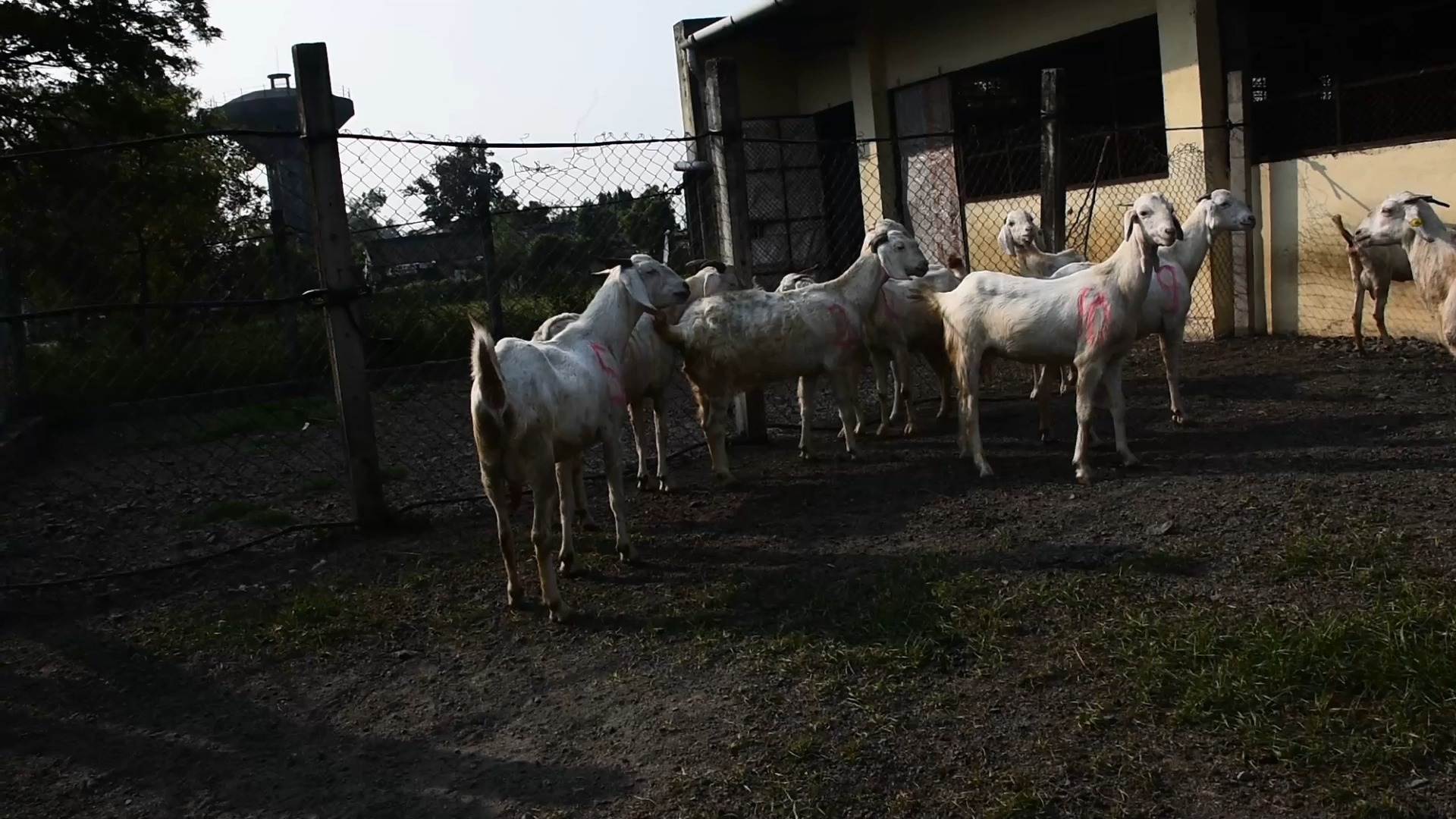 Goat Testing Object Detection Dataset by Goat Face Recognition