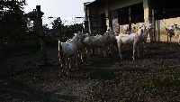 Goat Testing project thumbnail