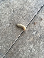 Maggot project project thumbnail