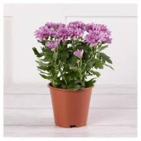 Plant_classific project thumbnail