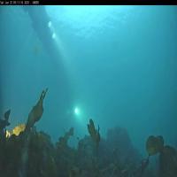 Under Water Species Detection project thumbnail