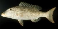 Finsight Fish Classification project thumbnail