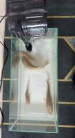 puyu detection project thumbnail