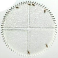 fly finder project thumbnail