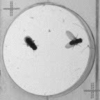 Fly vs Fly project thumbnail