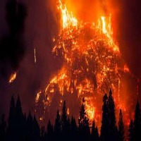 forest-fire project thumbnail