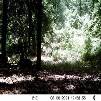 Dataset Image