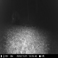 Dataset Image