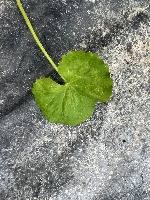 centella asiatica project thumbnail